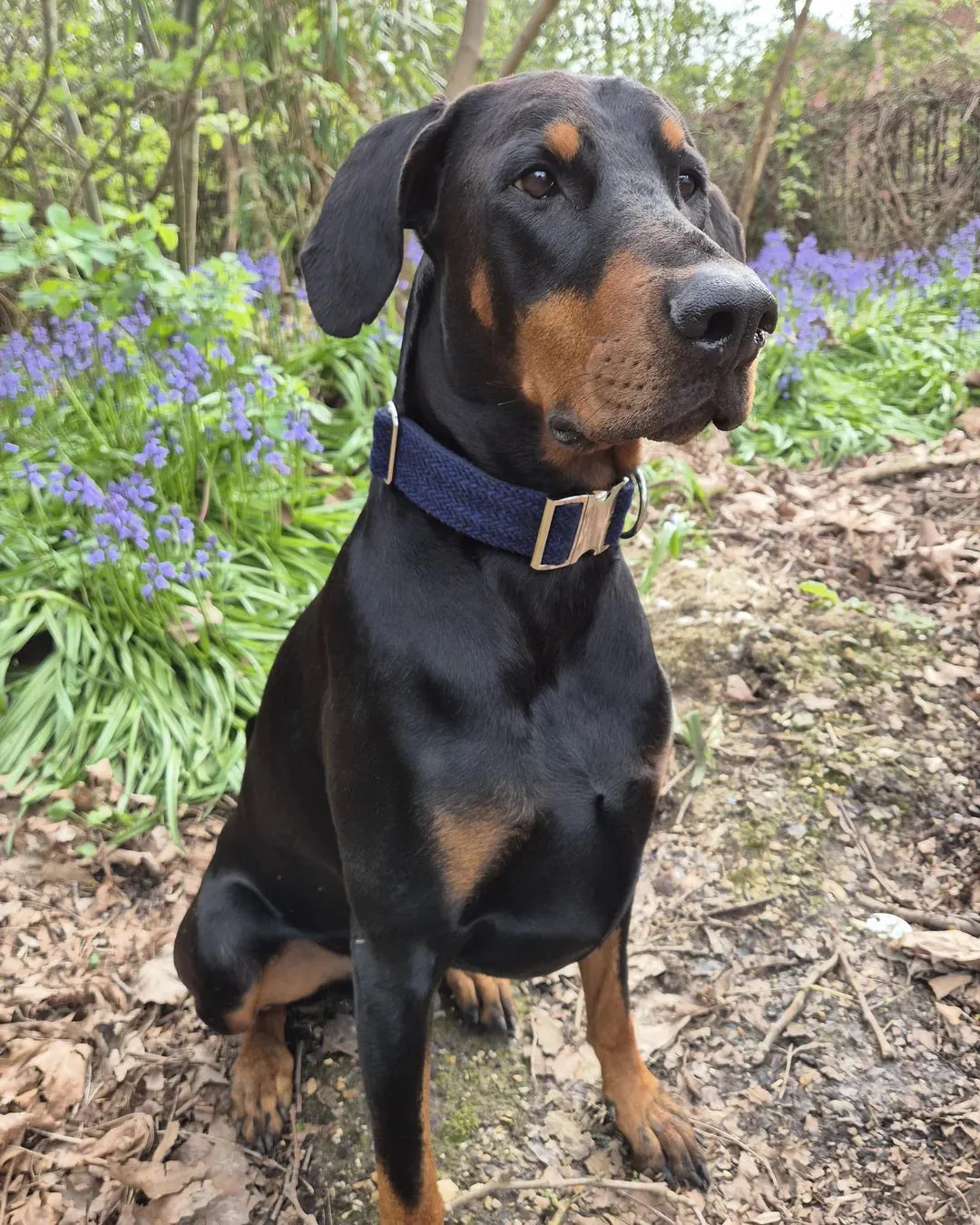 Autumnal Houndstooth Extra Wide Dog Collar