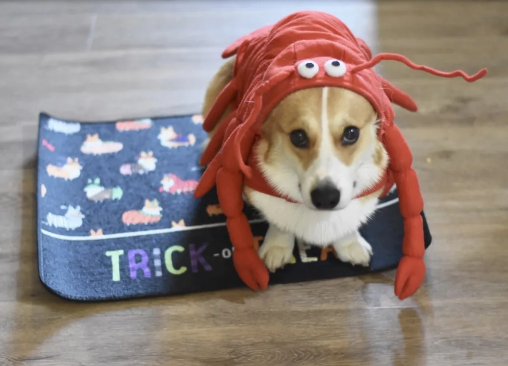 "Corgis in Costumes" Trick-or-Treat Floor Mat | Halloween Collection